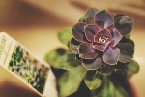 DIY Project Cactus Place Cards and Favors