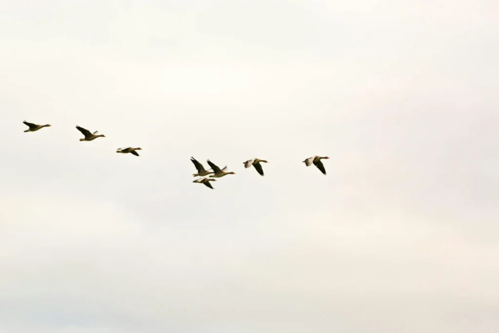 Rice is not harmful to birds